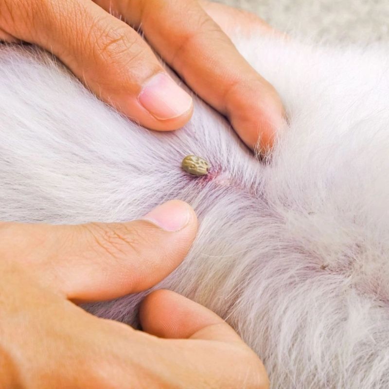 Ve chó khiến thú cưng của bạn khó chịu.