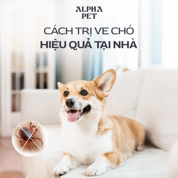 Cách trị ve chó hiệu quả tại nhà.