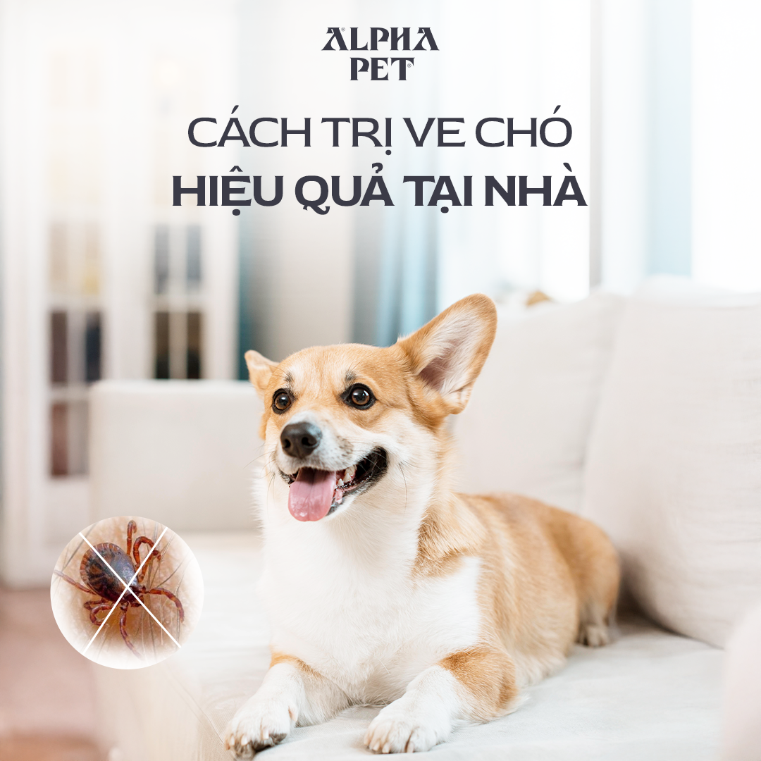 Cách trị ve chó hiệu quả tại nhà.