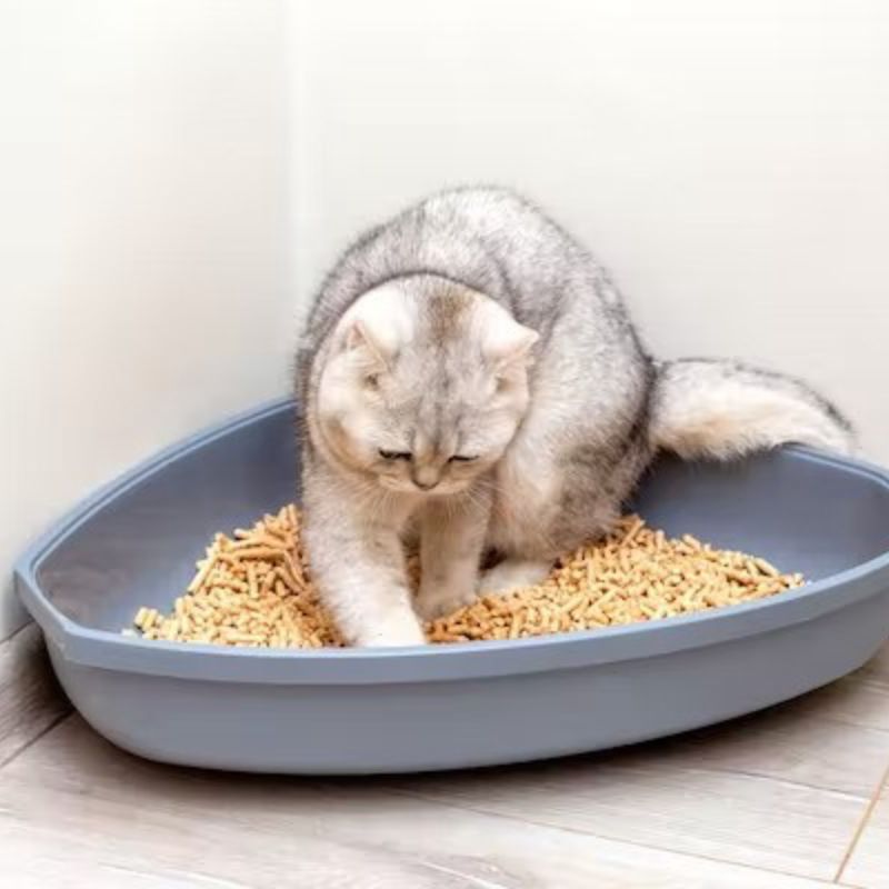 Cát cho mèo có tính ứng dụng cao.