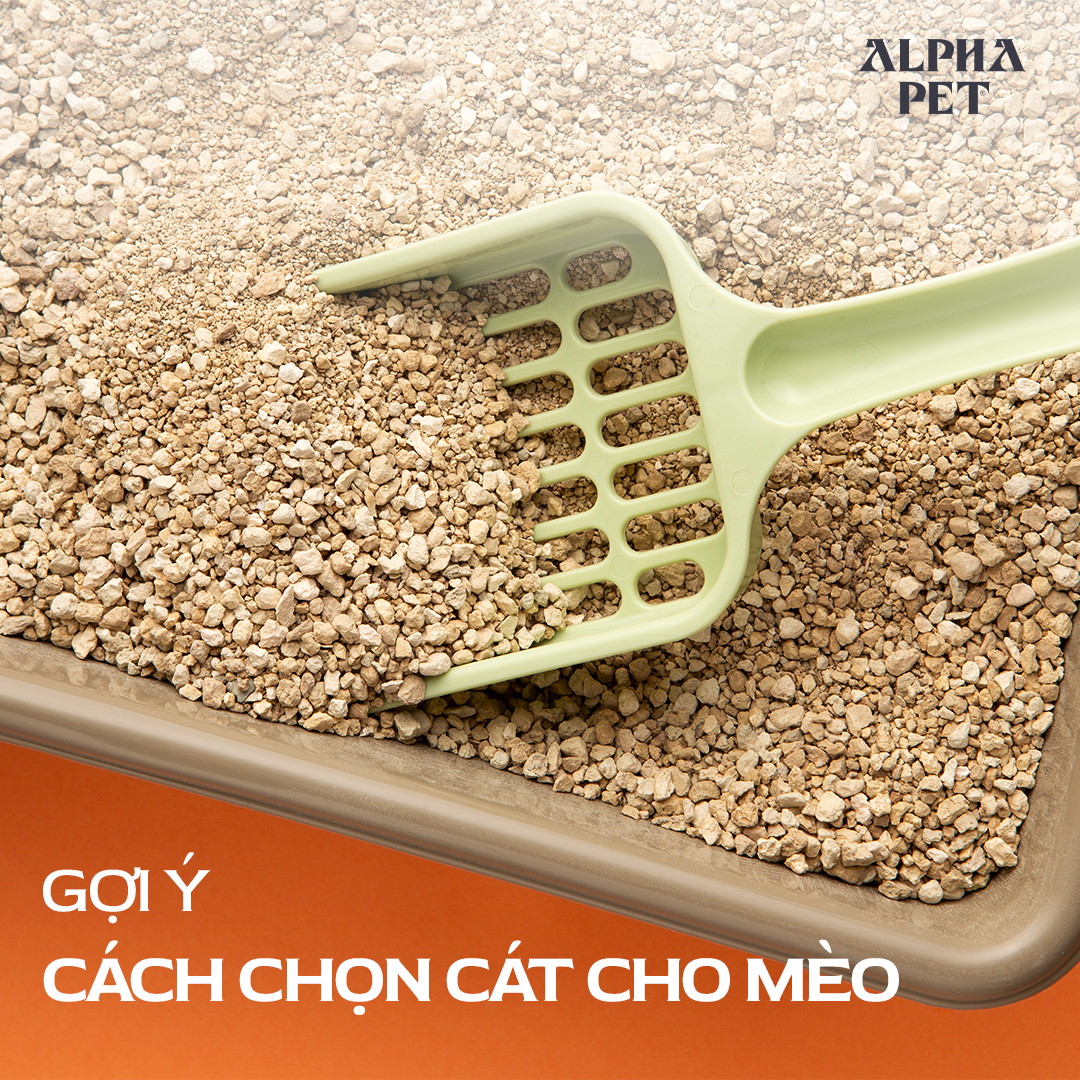 Gợi ý cách chọn cát cho mèo chất lượng.