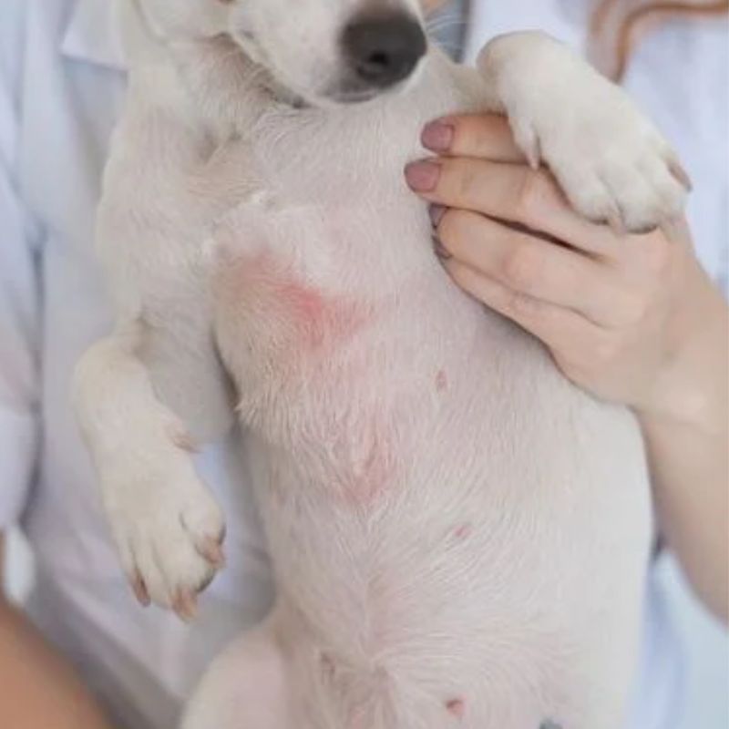 Nếu vết thương nặng cần đưa chó bị xà mâu tới bác sĩ.
