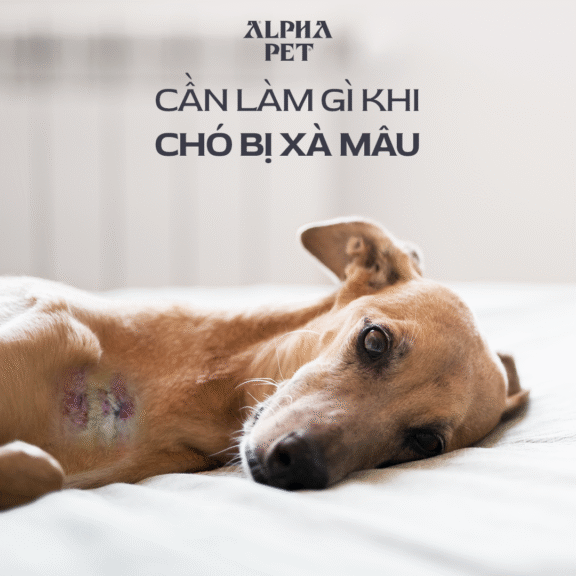 Học cách điều trị khi chó bị xà mâu.