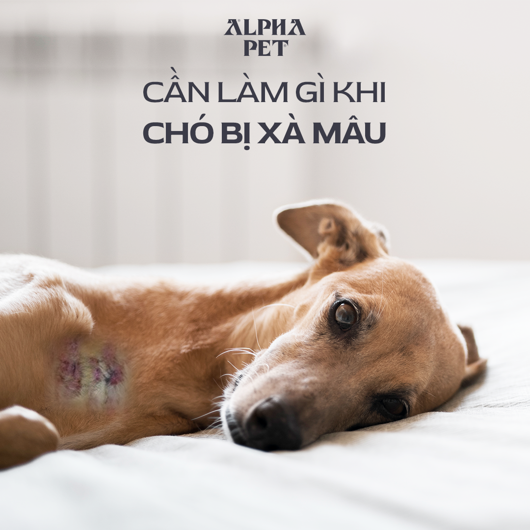Học cách điều trị khi chó bị xà mâu.