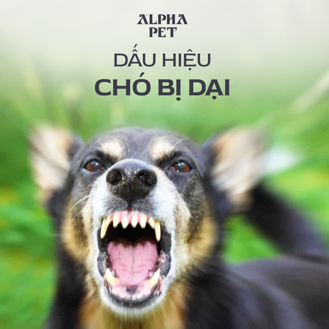 Tìm hiểu dấu hiệu chó bị dại để nhận biết bệnh.