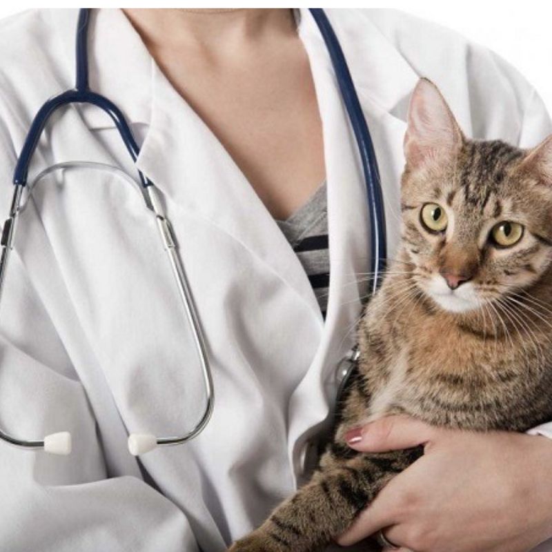 Các biện pháp phòng tránh và chăm sóc mèo bị FIP.