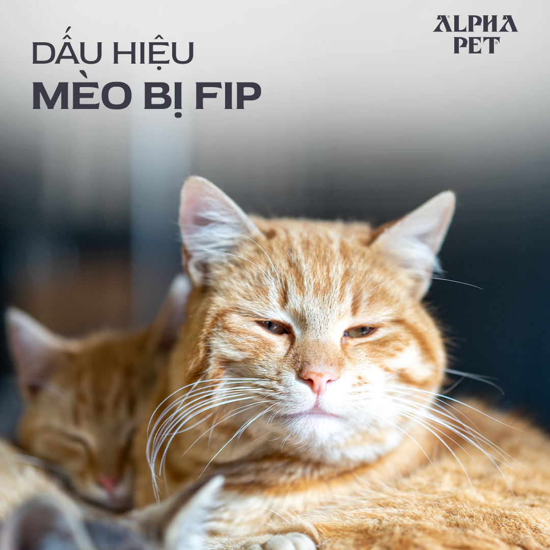 Các dấu hiệu mèo bị FIP.