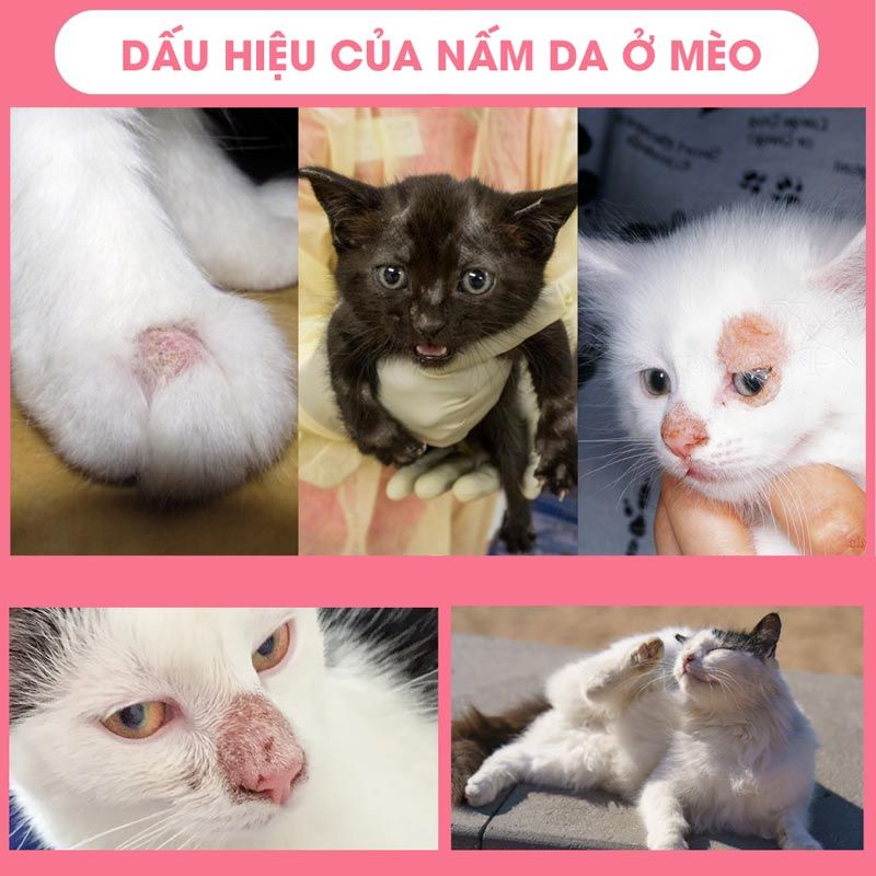 Các dấu hiệu mèo bị nấm đặc trưng.