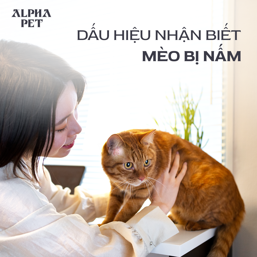 Ghi nhớ dấu hiệu mèo bị nấm để dễ nhận biết.