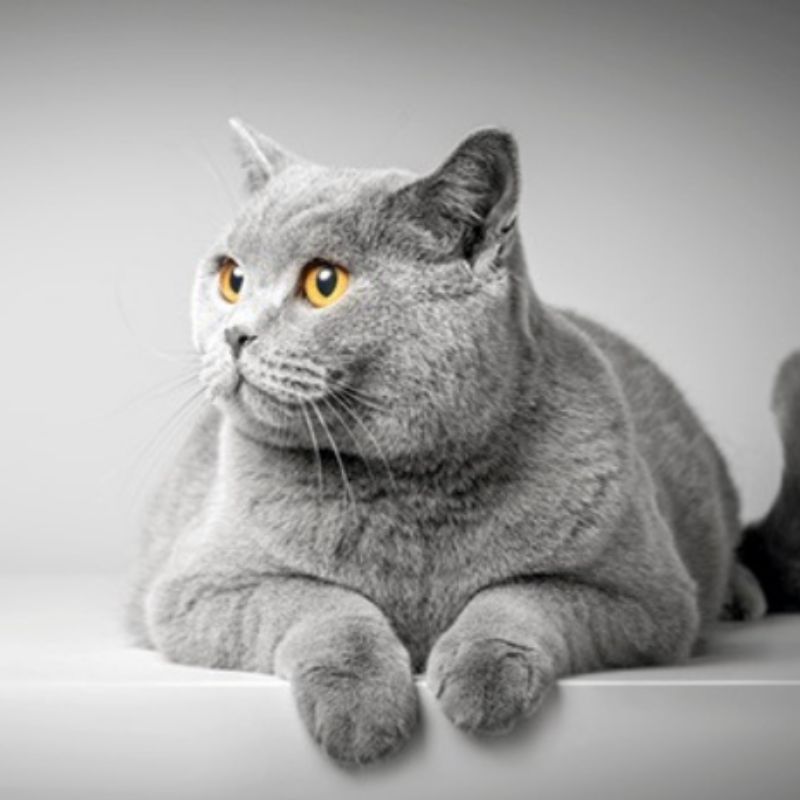 Mèo có những thay đổi về tuyến vú.