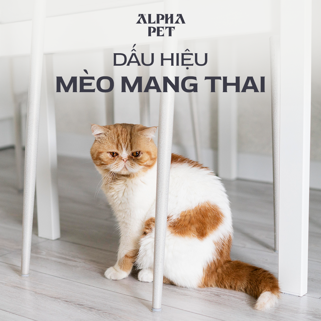 Nhận biết các dấu hiệu mèo mang thai.