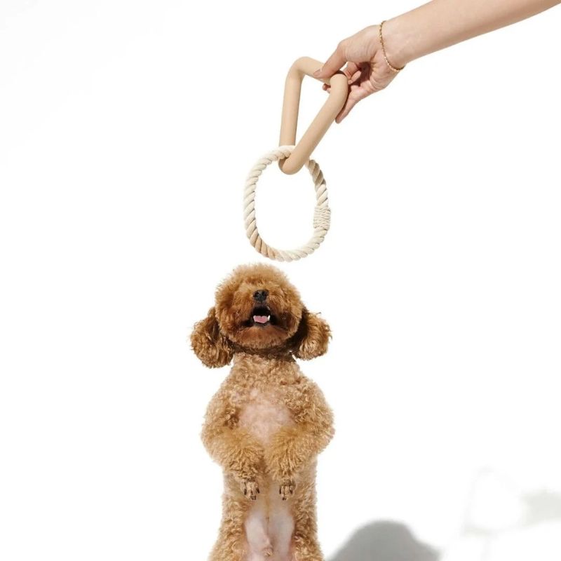 Đồ chơi kéo co thu hút mọi chú cún.