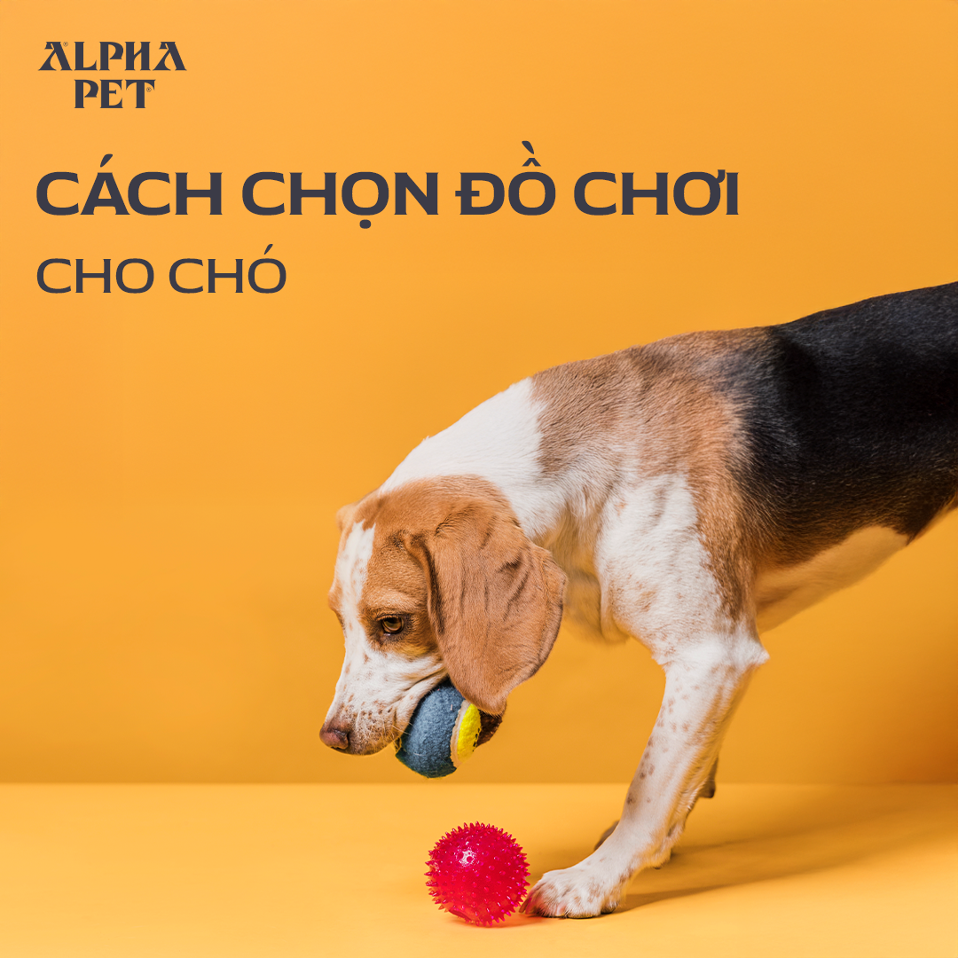 Cách chọn đồ chơi cho chó phù hợp.