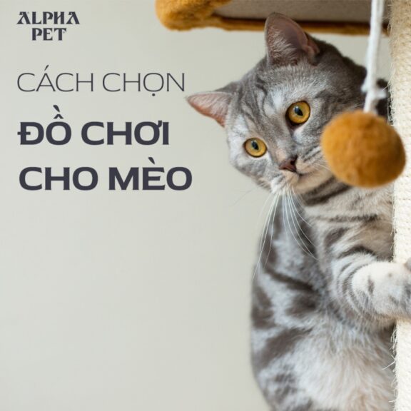 Cách chọn đồ chơi cho mèo