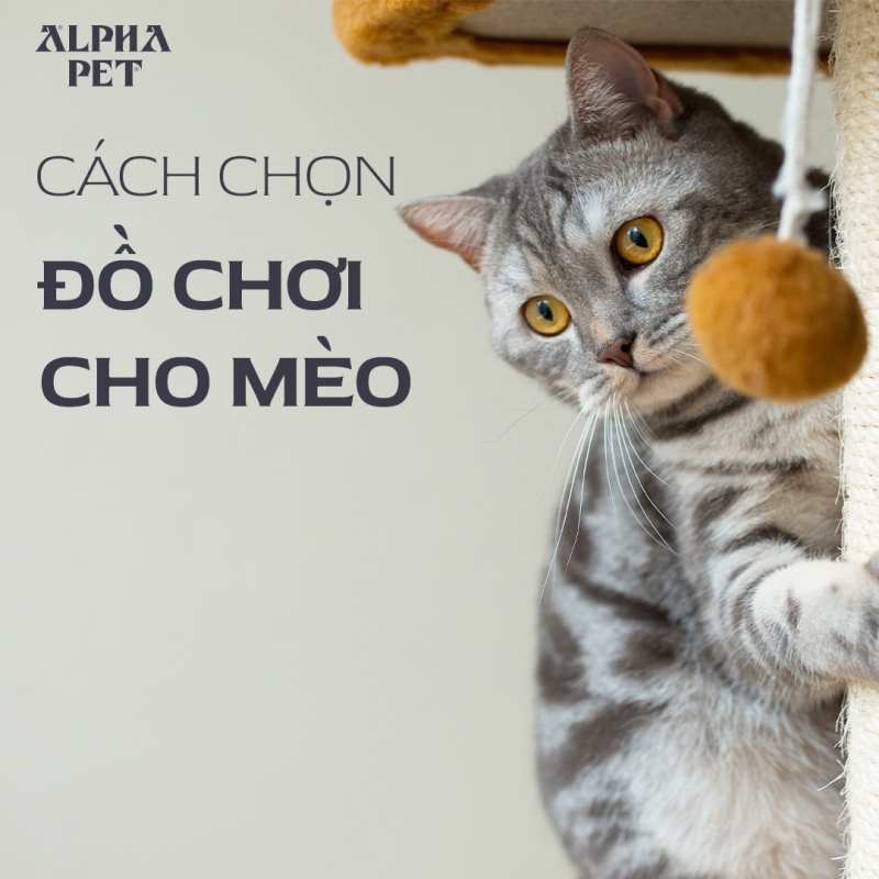 Cách chọn đồ chơi cho mèo