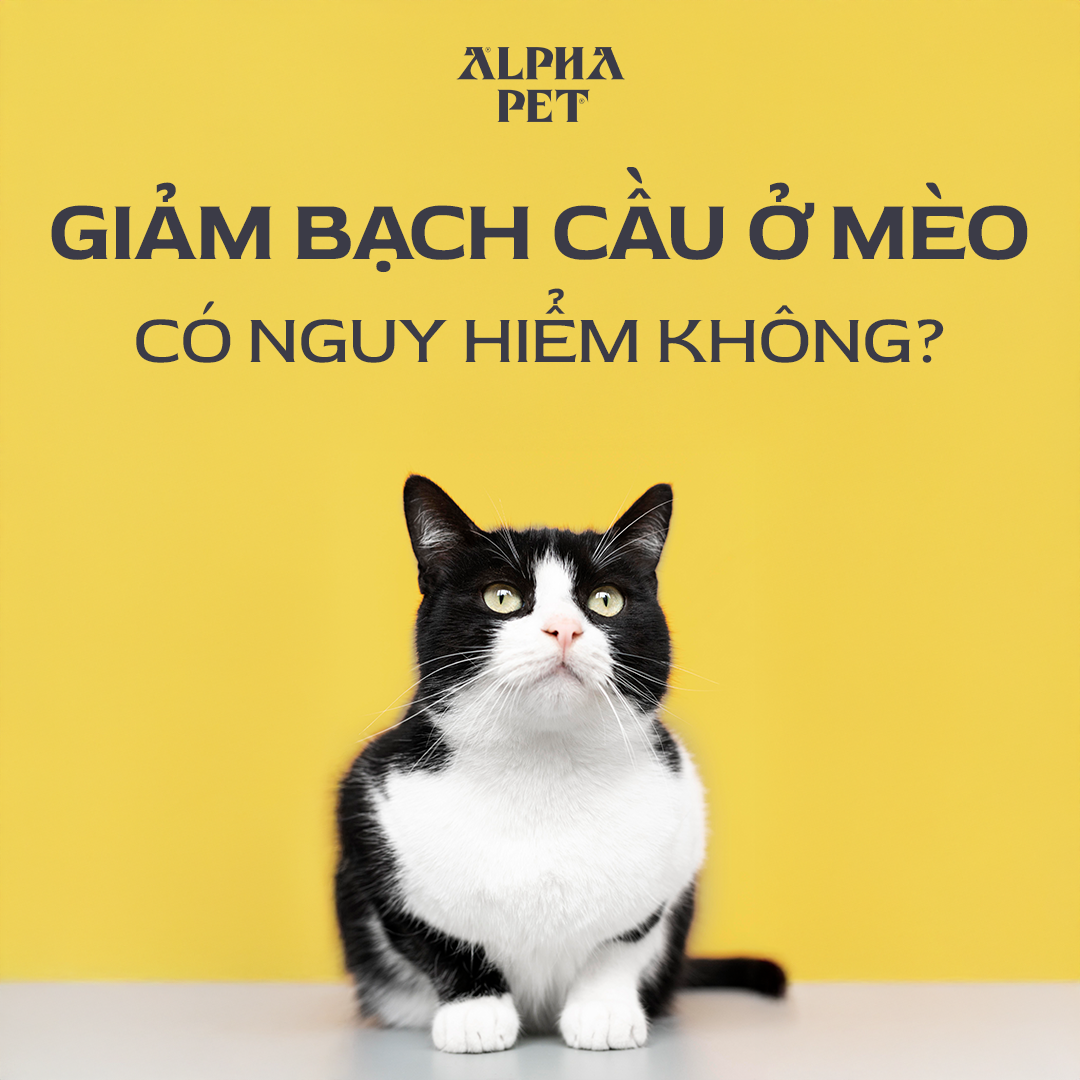 Bệnh giảm bạch cầu ở mèo có nguy hiểm không.