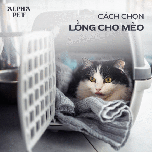 Gợi ý các cách chọn lồng mèo chất lượng.