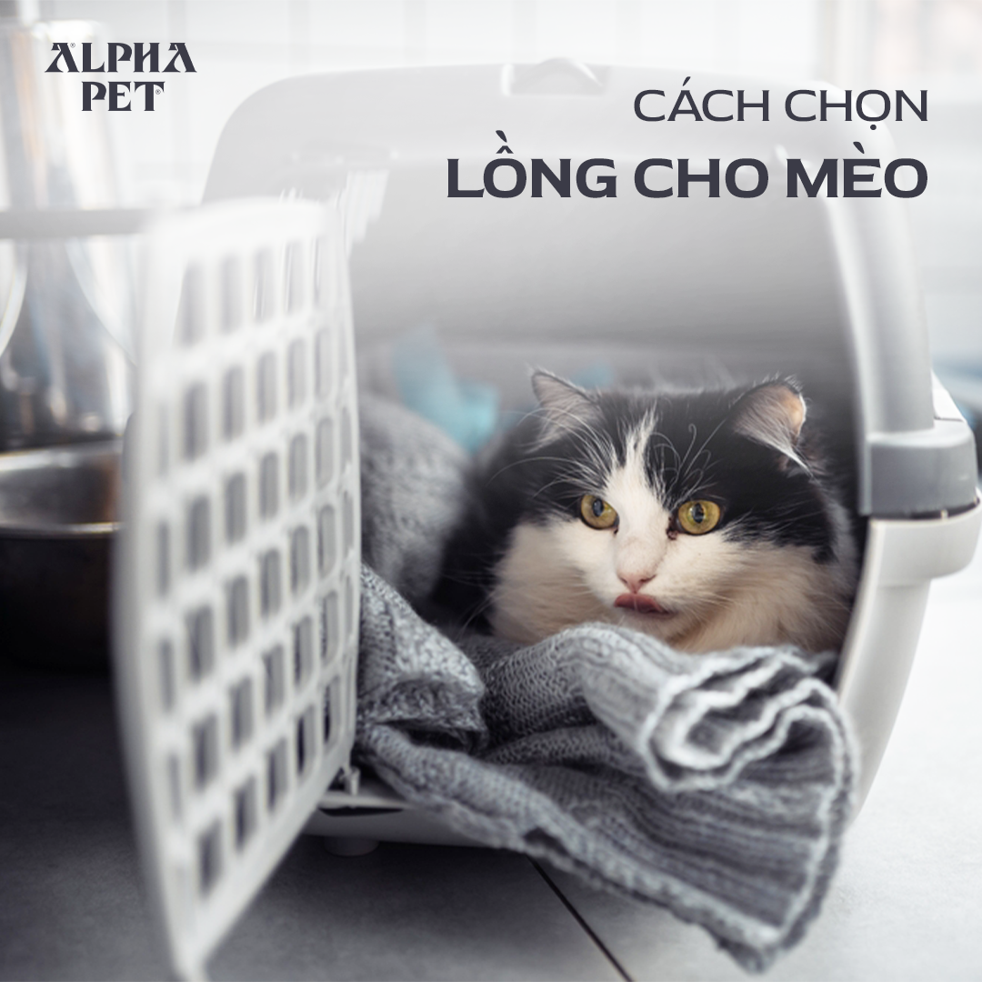 Gợi ý các cách chọn lồng mèo chất lượng.