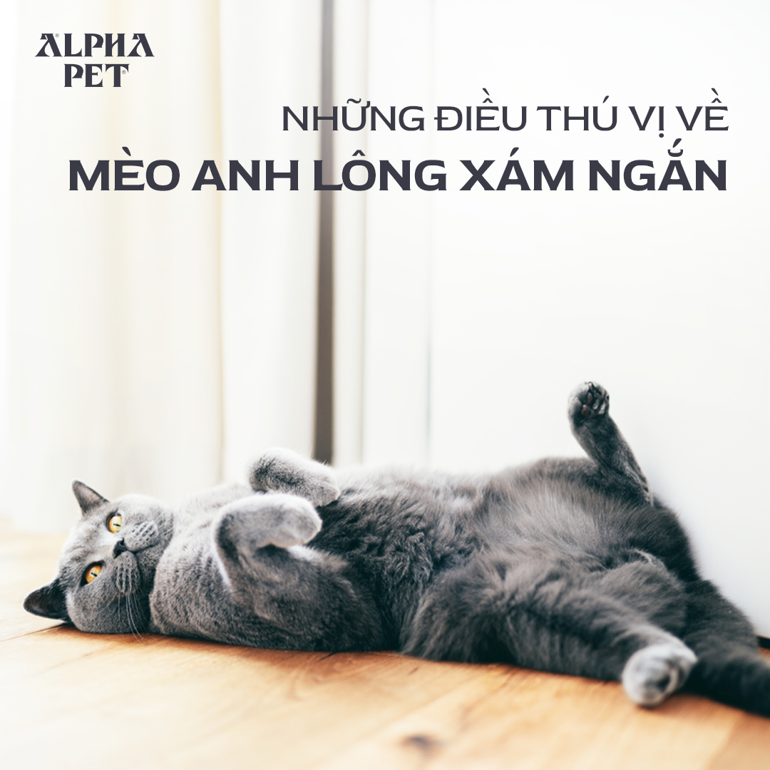 Tìm hiểu những thông tin hữu ích về mèo anh lông ngắn xám.