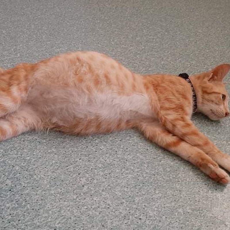 Mèo bị FIP dạng ướt.