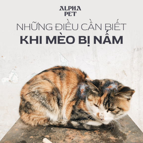 Những điều cần biết khi mèo bị nấm.