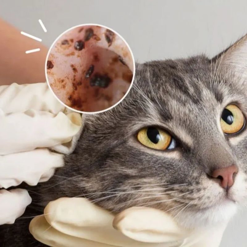 Mèo bị viêm tai do nhiễm trùng vi khuẩn hoặc nấm.