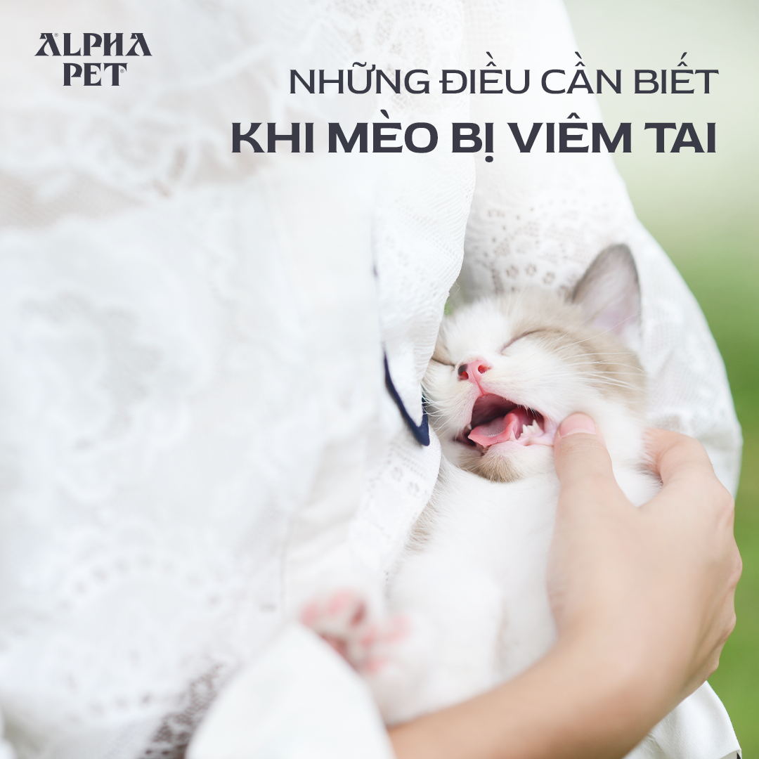 Chủ nuôi cần tìm hiểu kiến thức khi mèo bị viêm tai.