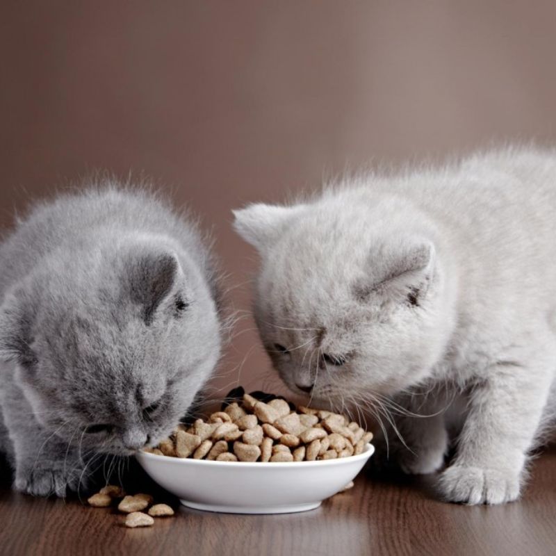 Thời điểm chuyển đổi bữa ăn cho mèo con.