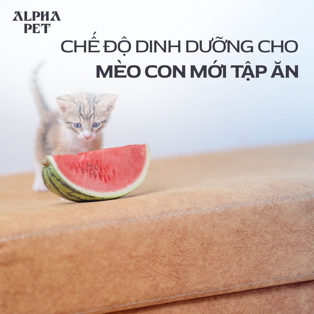 Mèo con ăn gì để đủ dinh dưỡng.