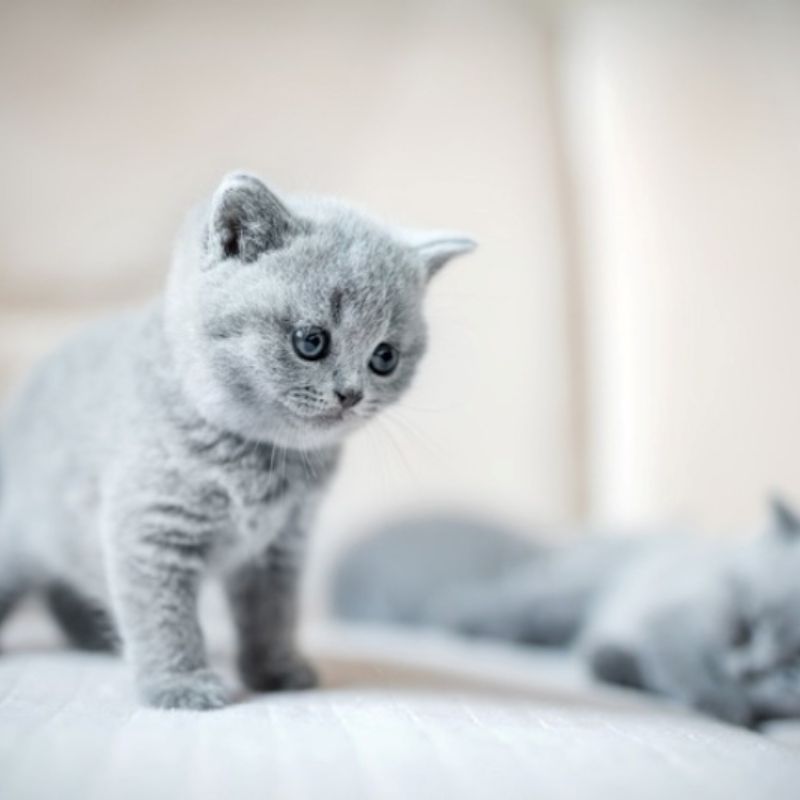 Chế độ ăn uống không phù hợp có thể khiến mèo con bị tiêu chảy.