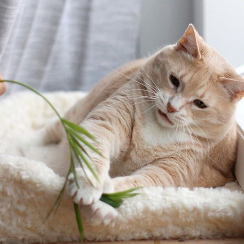 Vệ sinh môi trường sinh nở cho mèo mẹ.