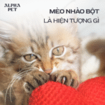 Tìm hiểu về hiện tượng mèo nhào bột.