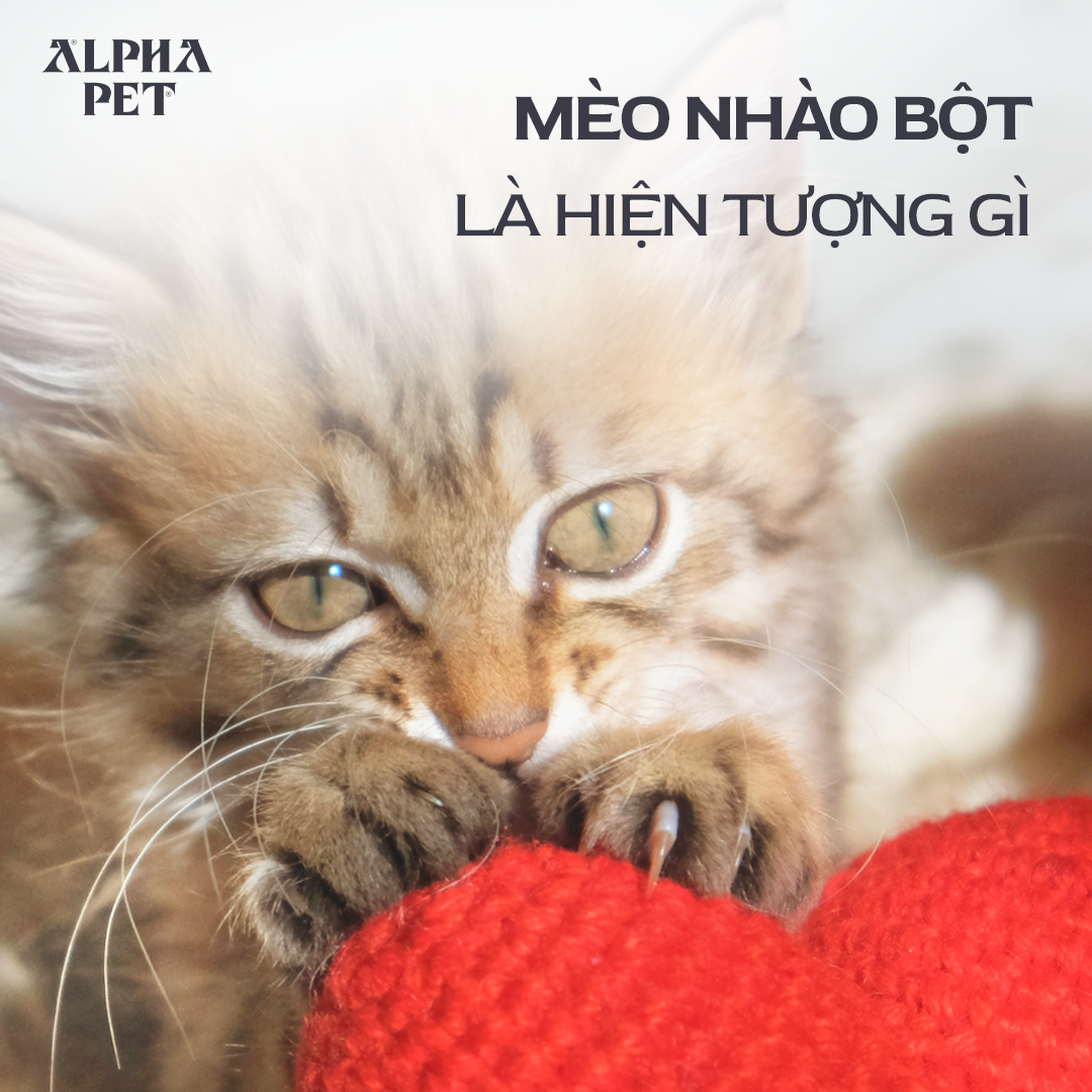Tìm hiểu về hiện tượng mèo nhào bột.