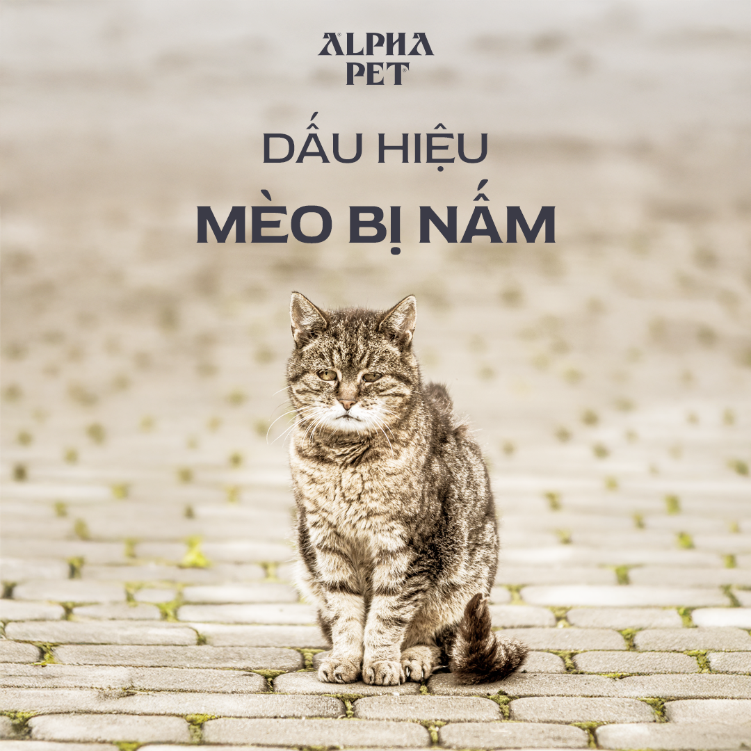 Ghi nhớ dấu hiệu nấm ở mèo để điều trị cho thú cưng.