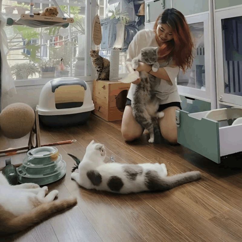 Nuôi mèo mang đến rất nhiều lợi ích trong cuộc sống.