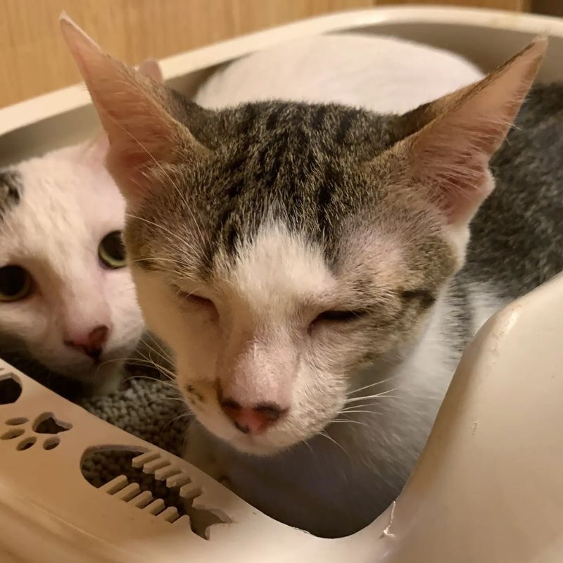 Ghi nhớ những lưu ý khi chuẩn bị vật dụng cho mèo.