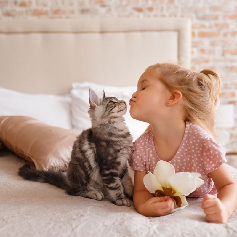 Chủ nuôi nên xây dựng mối quan hệ gắn kết với mèo.