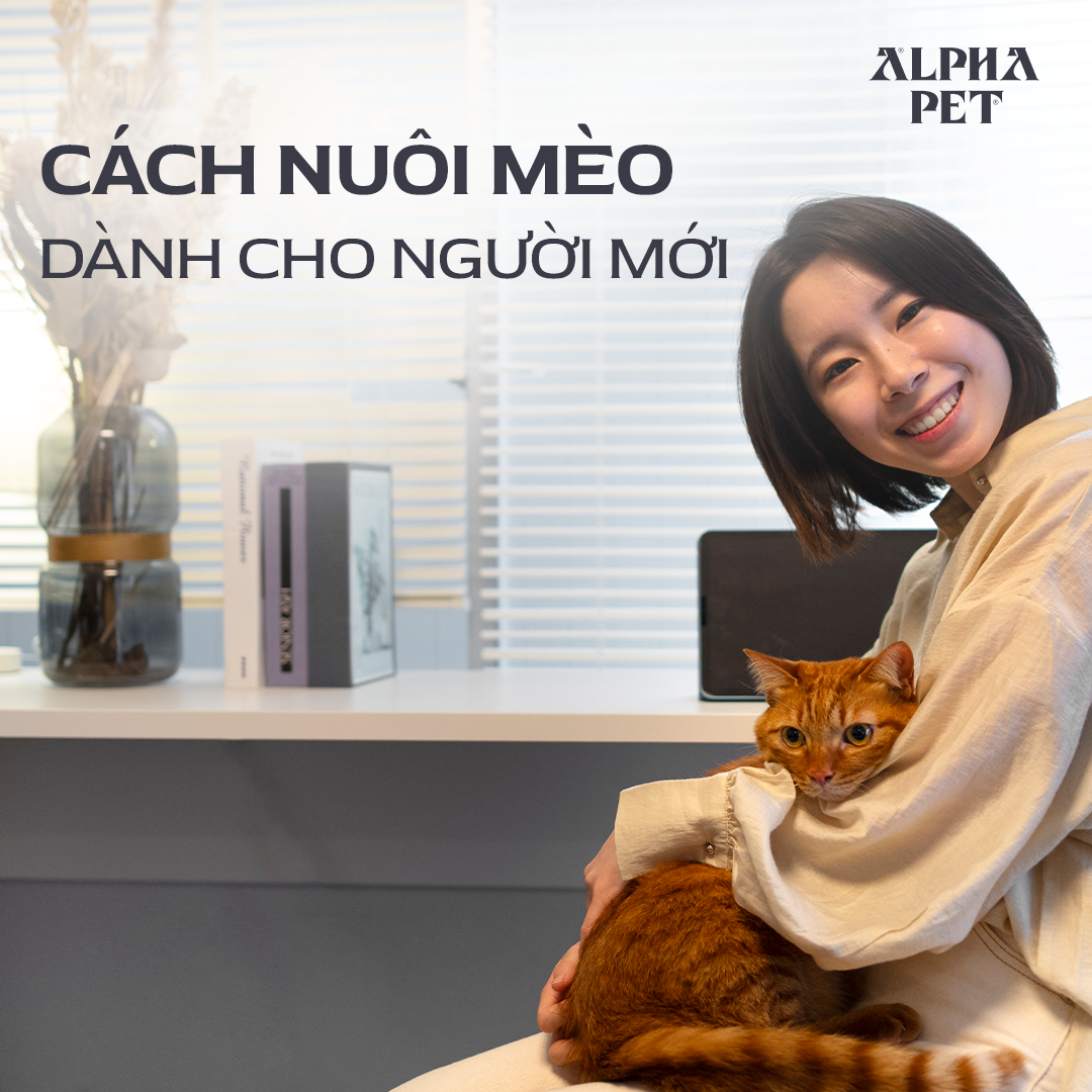Người mới bắt đầu nên học cách nuôi mèo theo kinh nghiệm.