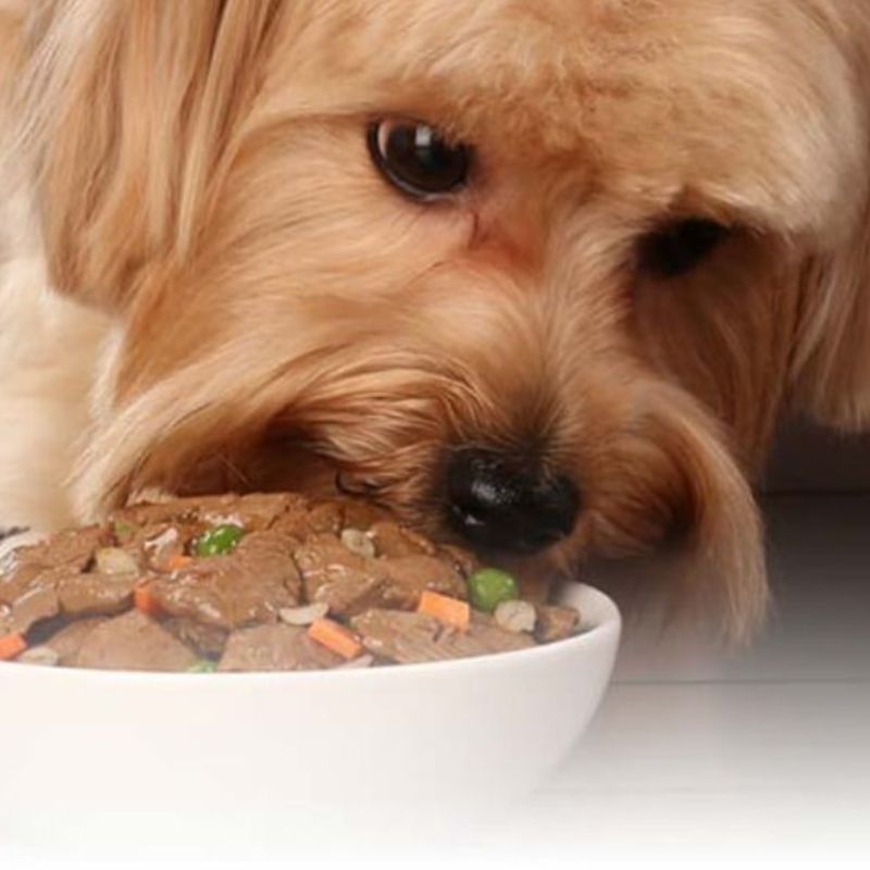 Chọn pate cho chó phù hợp với độ tuổi.