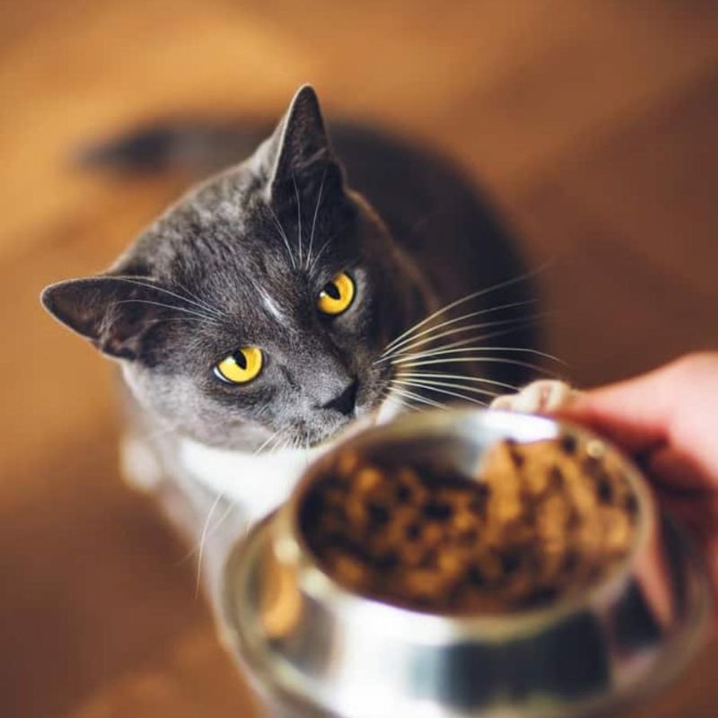 Lựa chọn pate cho mèo loại tốt cho thú cưng.