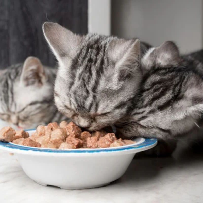 Các loại pate cho mèo phổ biến hiện nay.