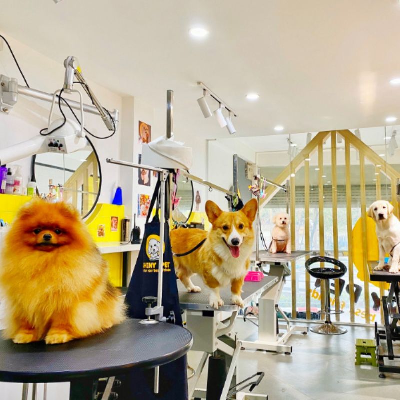 Các dịch vụ hỗ trợ trong petshop.