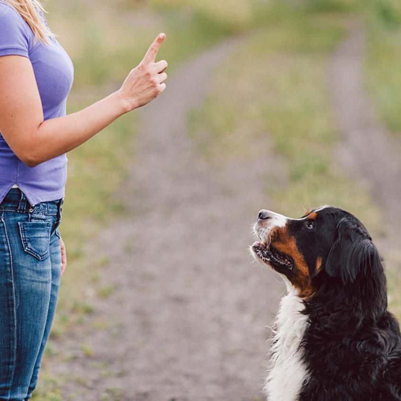 Các lớp huấn luyện đào tạo của petshop.