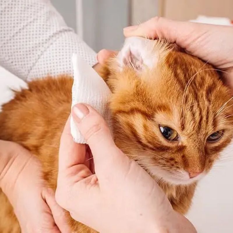 Phòng ngừa bệnh bằng cách giữ gìn vệ sinh.