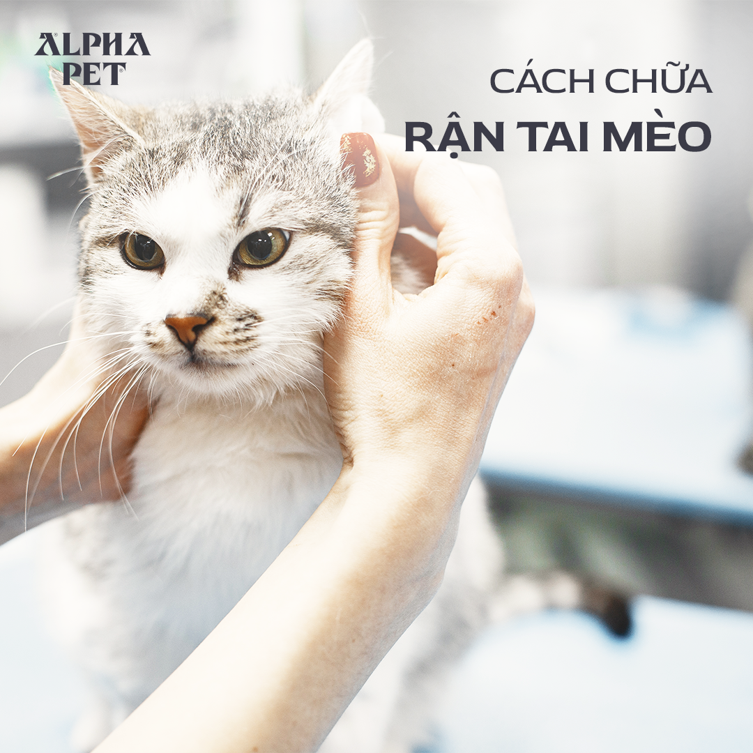 Lưu ngay cách chữa rận tai mèo hiệu quả.