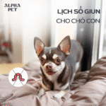 Nắm bắt lịch sổ giun cho chó con.