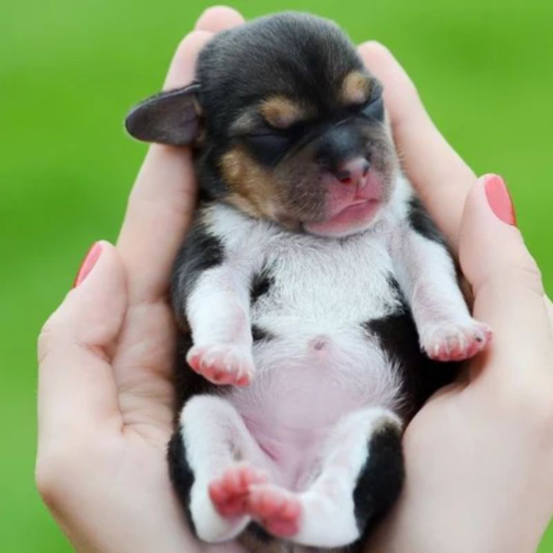 Có nhiều lý do nên sổ giun cho chó con.