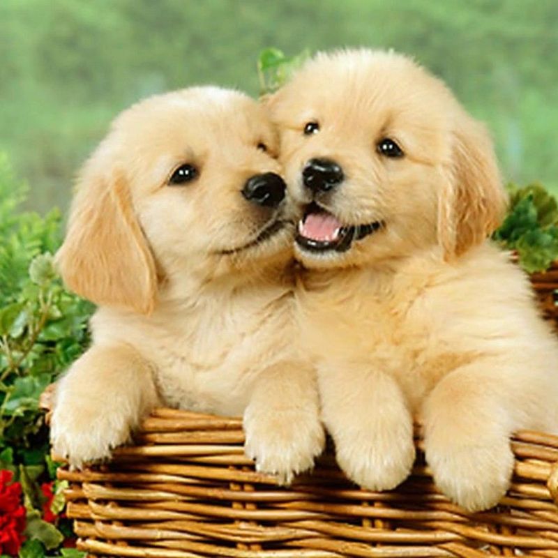 Ghi nhớ lời khuyên từ chuyên gia khi sổ giun cho chó con.