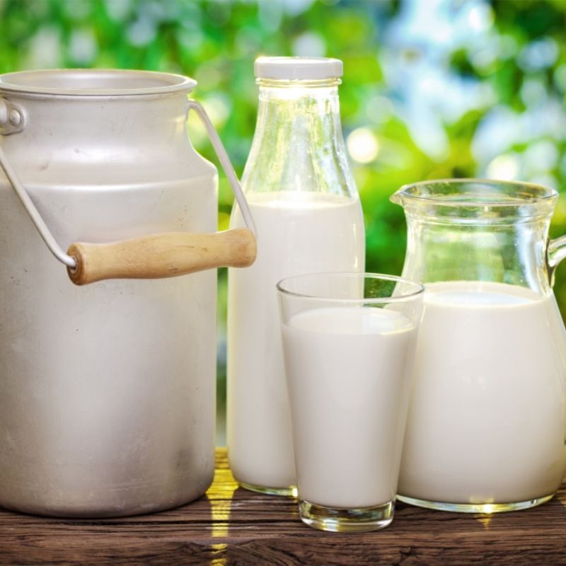 Những ưu điểm của sữa bò tươi cho chó.