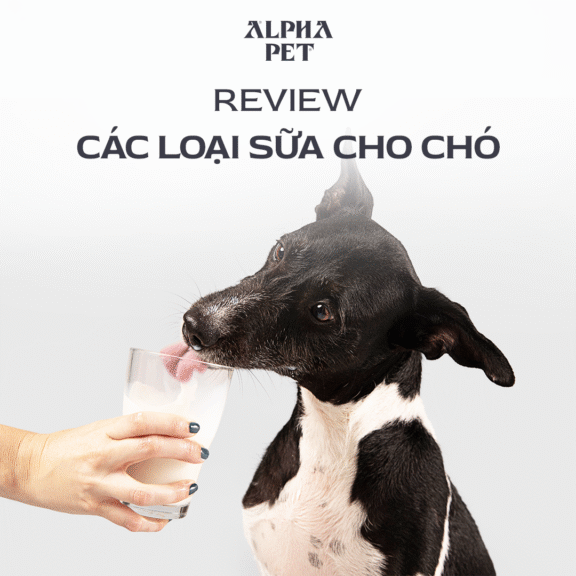 Tham khảo các loại sữa cho chó chất lượng hiện nay.
